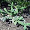 Cylindropuntia_cholla